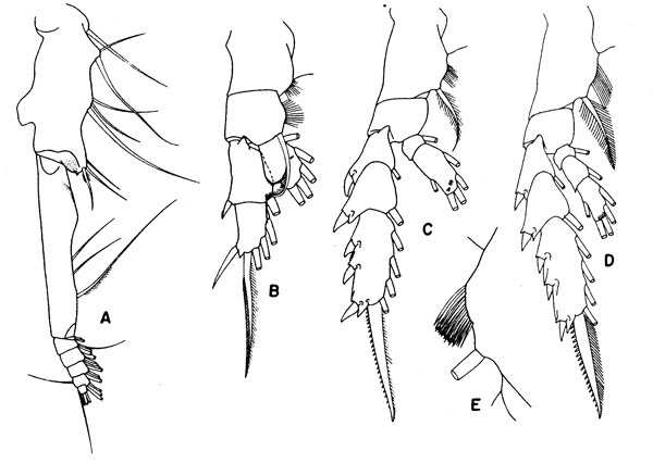 Espèce Gaetanus pileatus - Planche 3 de figures morphologiques