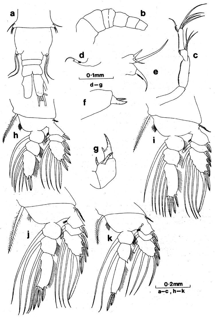 Espèce Pachos punctatum - Planche 3 de figures morphologiques