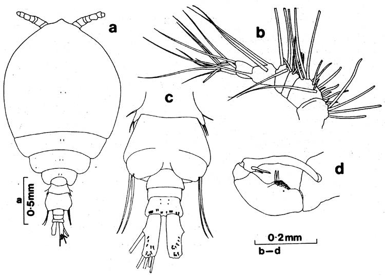 Espèce Pachos punctatum - Planche 4 de figures morphologiques