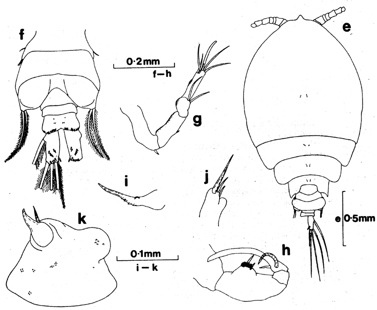 Espèce Pachos tuberosum - Planche 1 de figures morphologiques