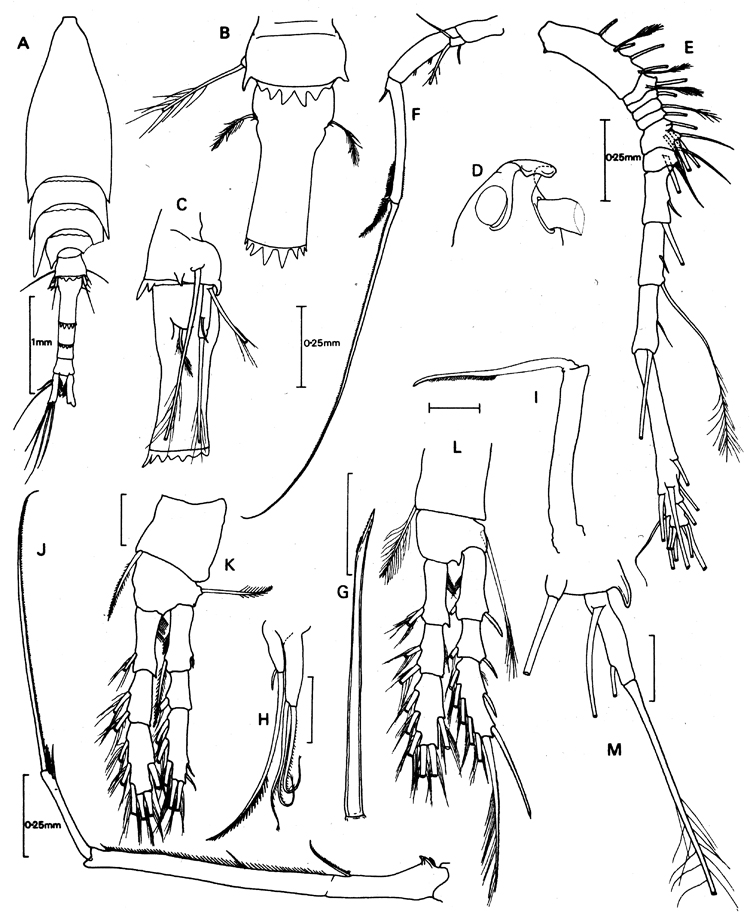 Espèce Hyalopontius spinatus - Planche 1 de figures morphologiques