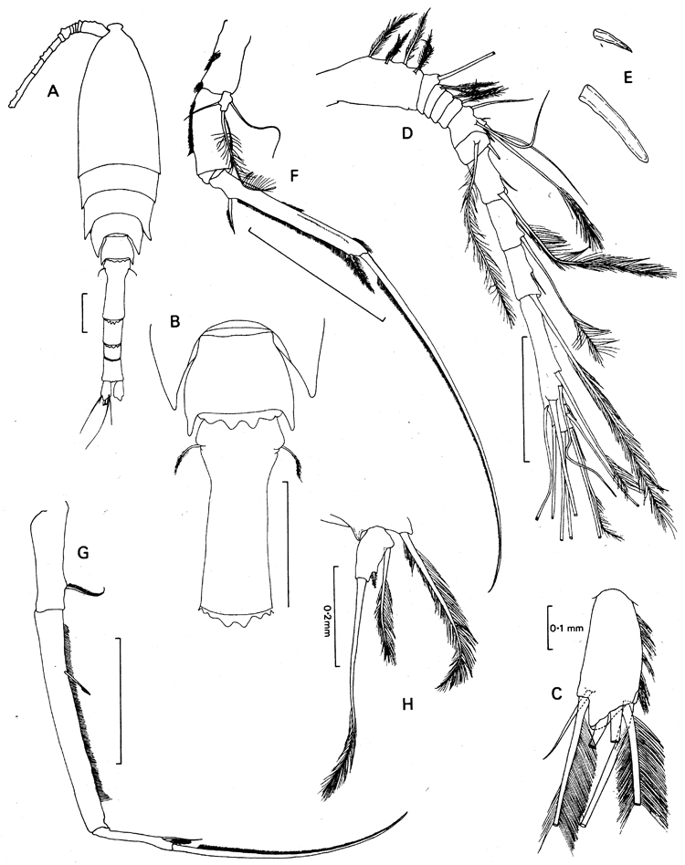 Espèce Hyalopontius cinctus - Planche 1 de figures morphologiques