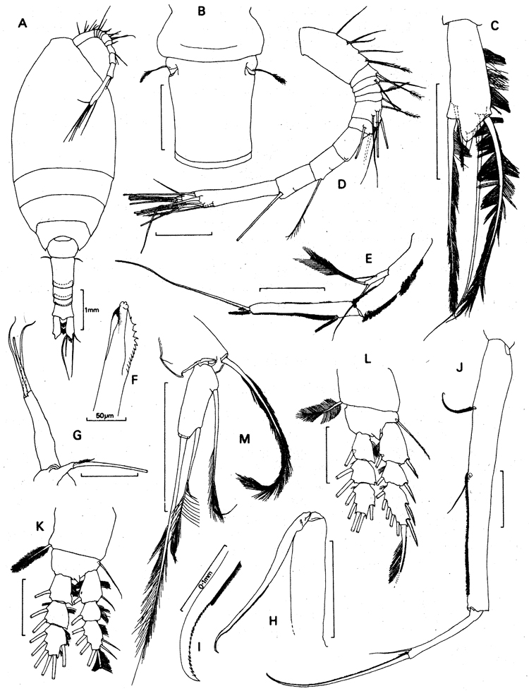 Espèce Hyalopontius enormis - Planche 1 de figures morphologiques