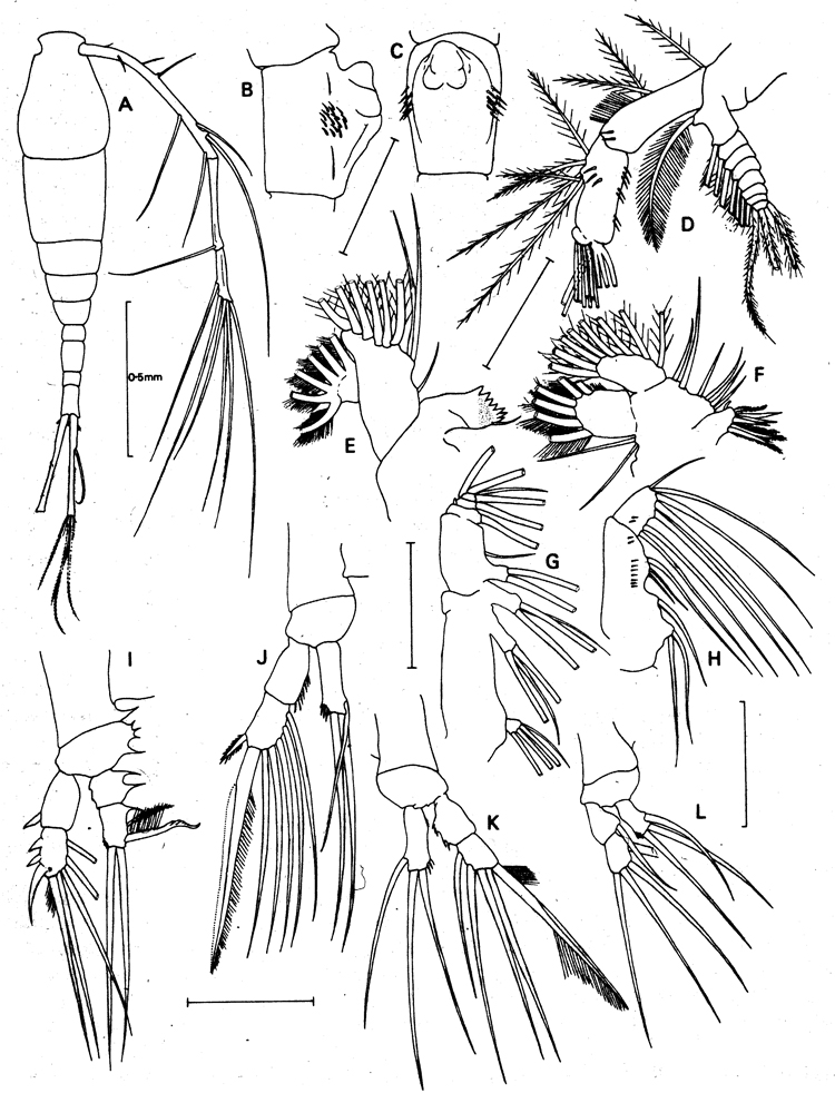 Species Mormonilla phasma - Plate 2 of morphological figures