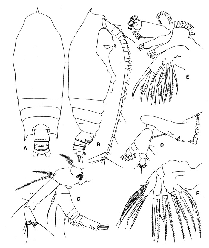Species Gaetanus antarcticus - Plate 1 of morphological figures