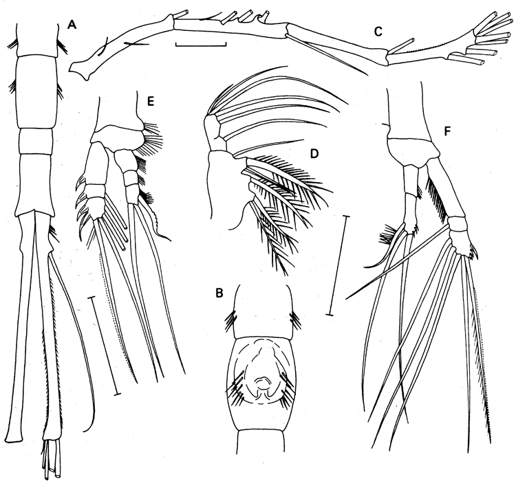 Espce Neomormonilla minor - Planche 1 de figures morphologiques