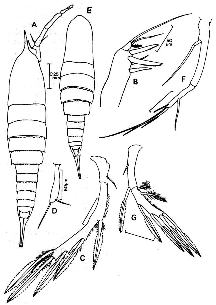 Species Aegisthus mucronatus - Plate 3 of morphological figures