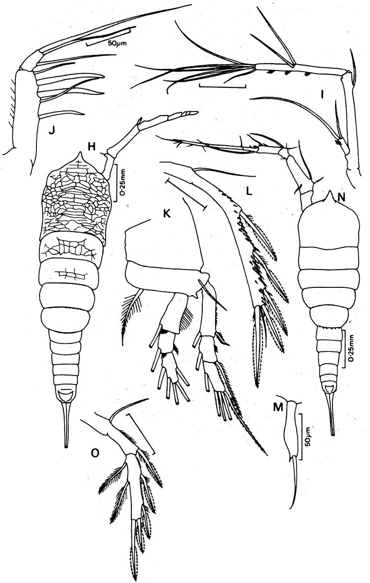Species Aegisthus aculeatus - Plate 1 of morphological figures