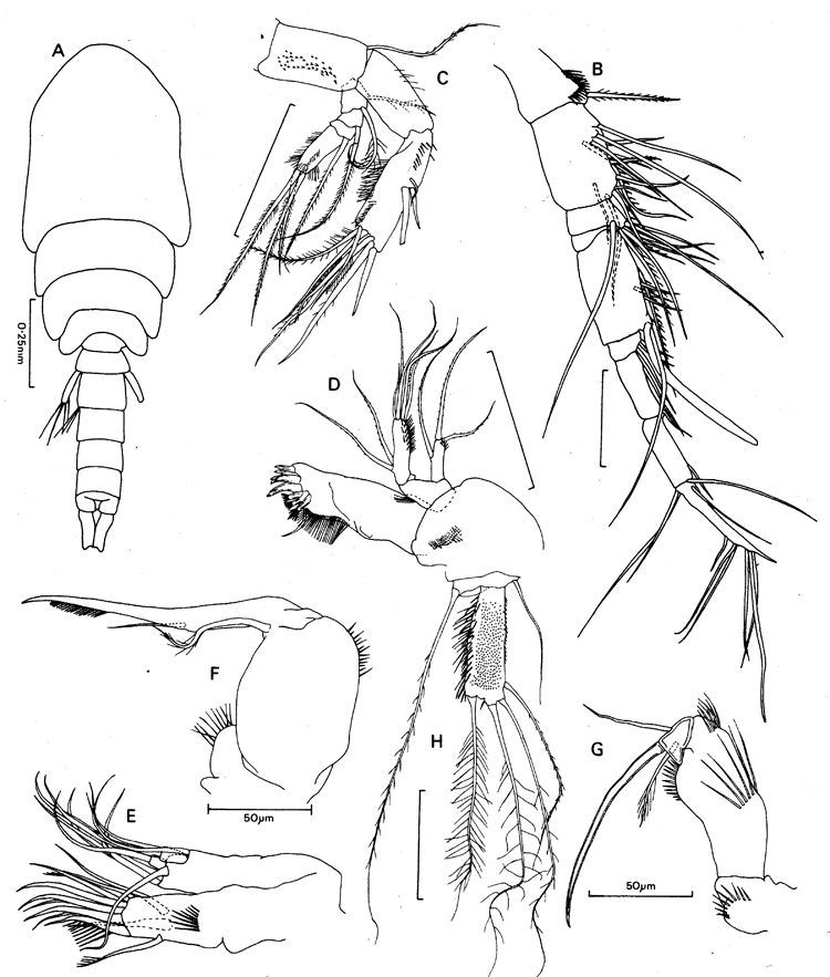 Espèce Bathyidia remota - Planche 2 de figures morphologiques