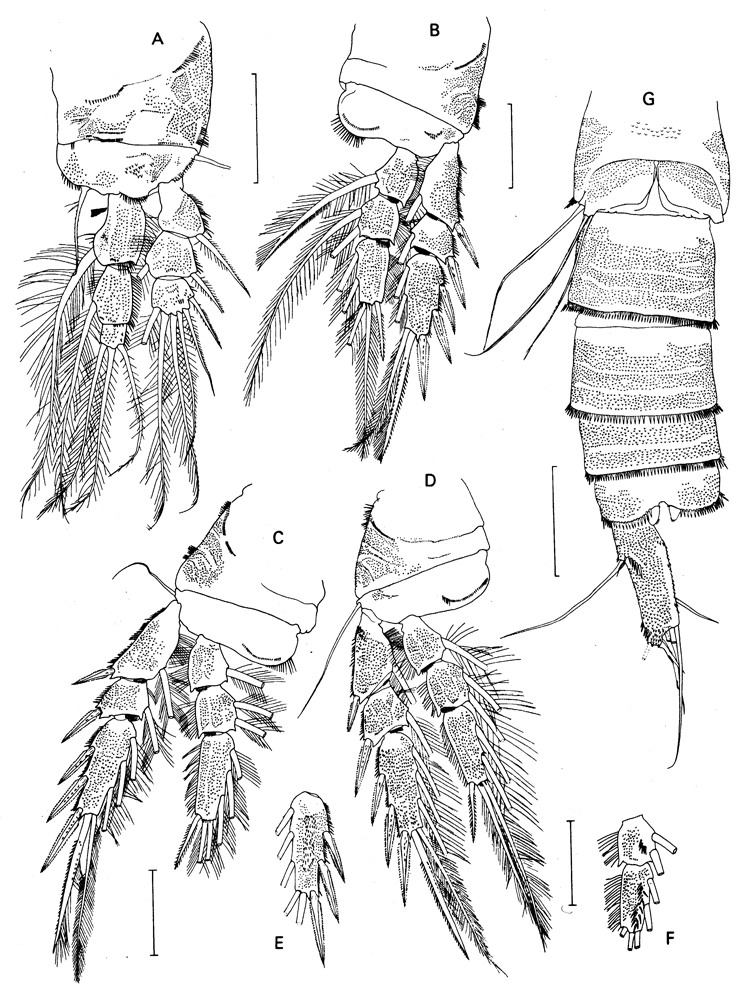 Espèce Bathyidia remota - Planche 3 de figures morphologiques
