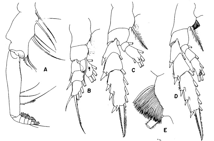 Species Gaetanus antarcticus - Plate 2 of morphological figures