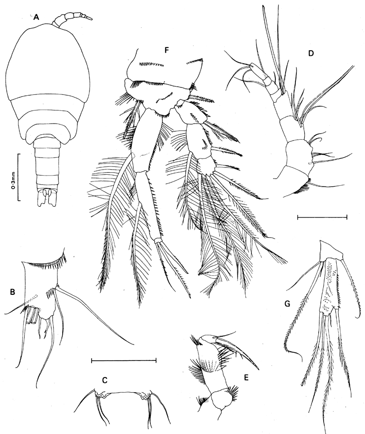 Espèce Volkmannia attenuata - Planche 1 de figures morphologiques