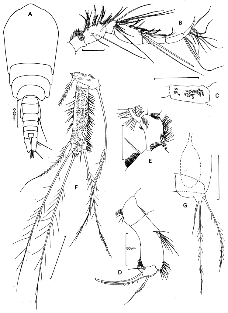 Espèce Neotisbella gigas - Planche 3 de figures morphologiques