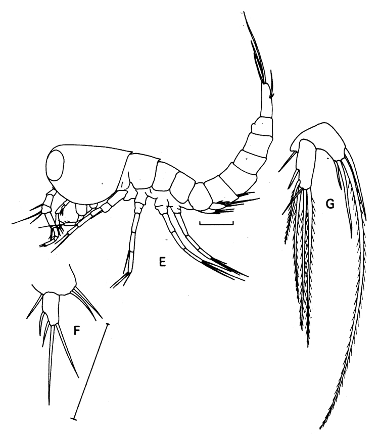 Espce Distioculus minor - Planche 1 de figures morphologiques