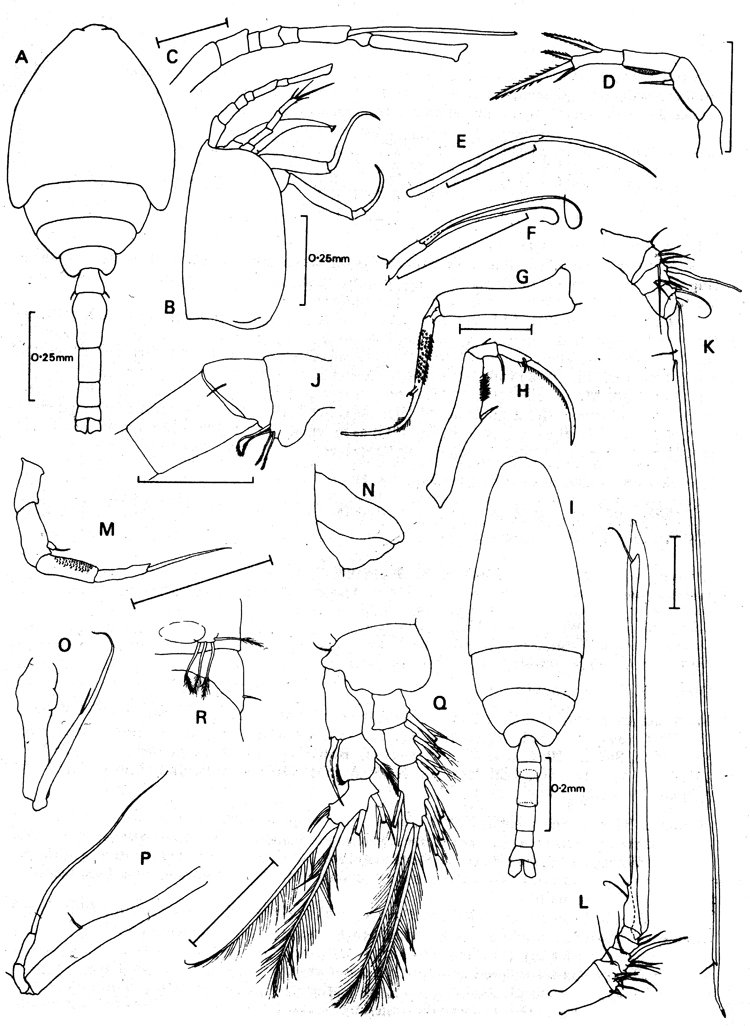 Species Pontoeciella abyssicola - Plate 7 of morphological figures