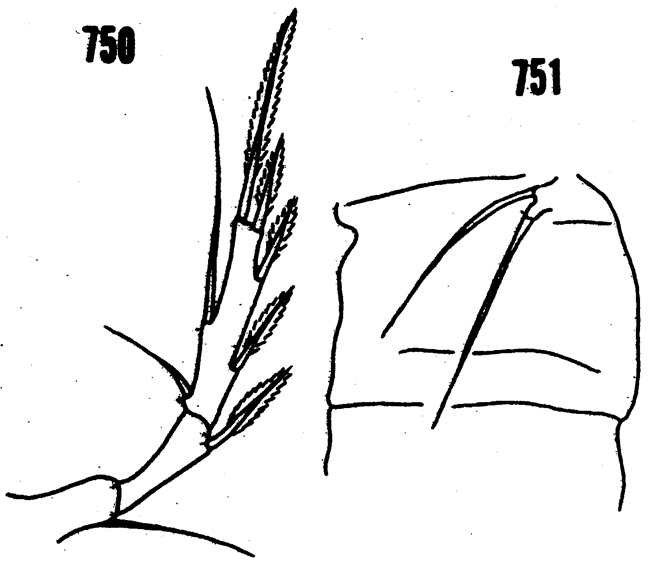 Species Aegisthus aculeatus - Plate 2 of morphological figures