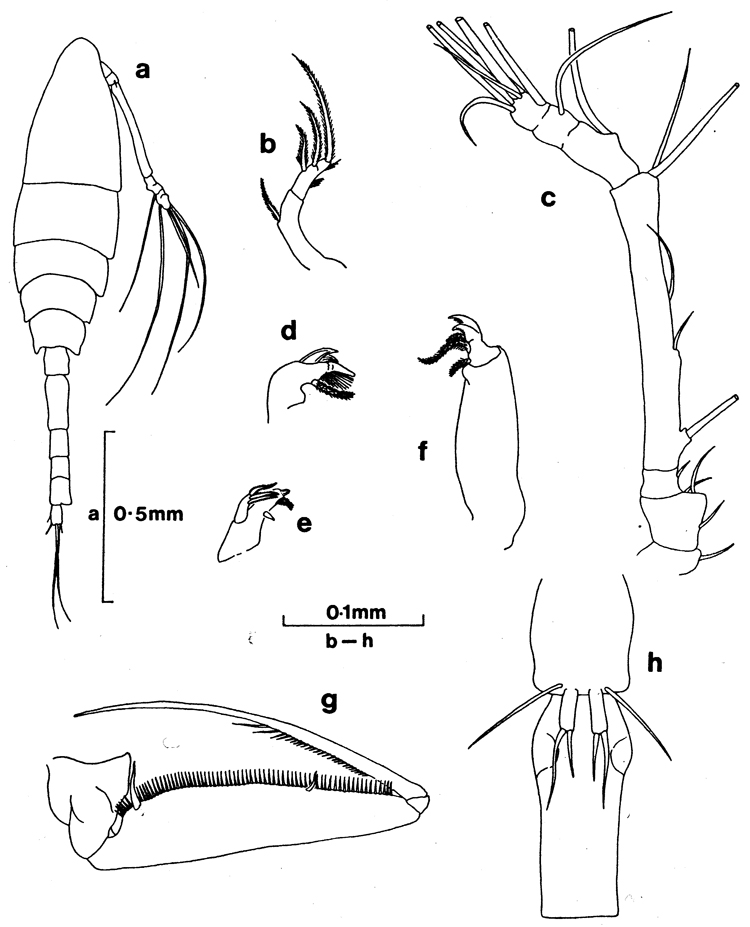 Espèce Paralubbockia longipedia - Planche 1 de figures morphologiques