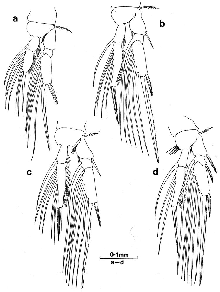 Espèce Paralubbockia longipedia - Planche 2 de figures morphologiques