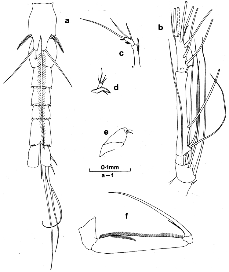 Espèce Paralubbockia longipedia - Planche 3 de figures morphologiques