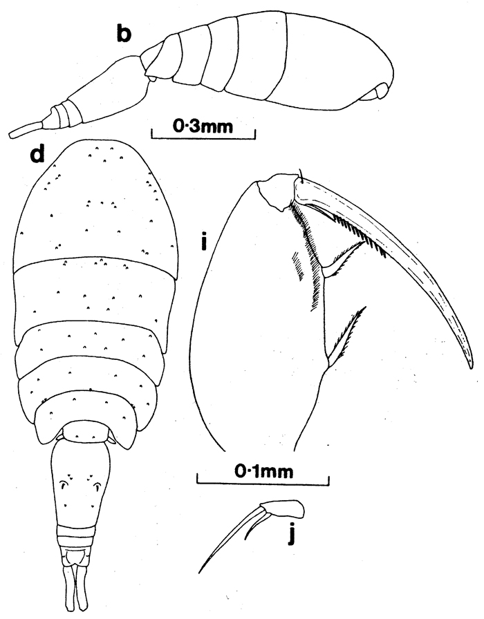 Espce Oncaea mediterranea - Planche 7 de figures morphologiques