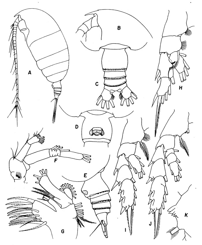 Espce Euchirella rostrata - Planche 2 de figures morphologiques