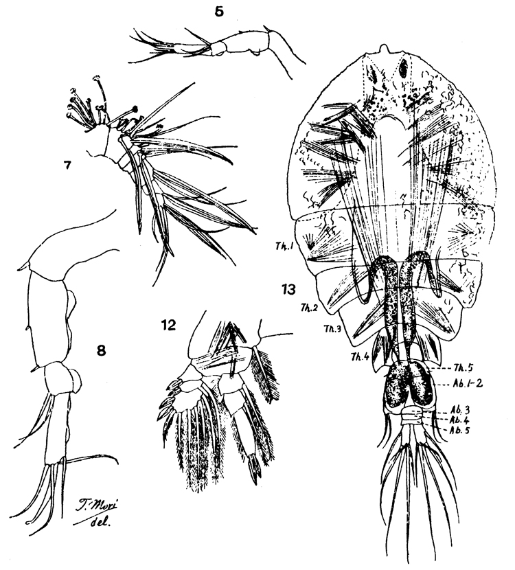 Species Pachos tuberosum - Plate 2 of morphological figures