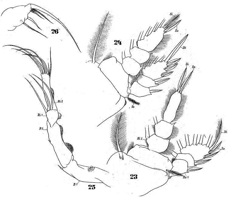 Species Pachos punctatum - Plate 6 of morphological figures