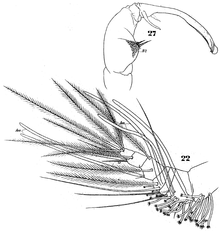 Espce Pachos punctatum - Planche 8 de figures morphologiques