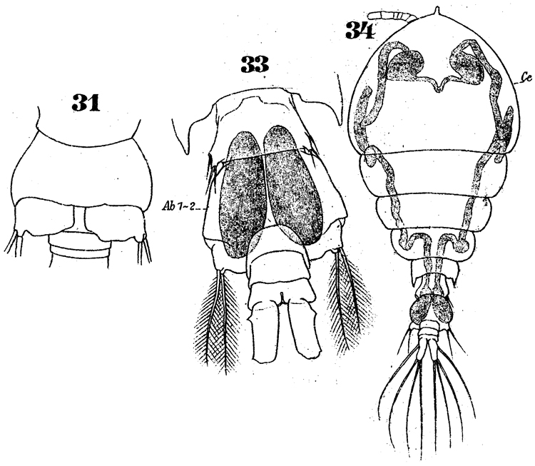 Espèce Pachos punctatum - Planche 9 de figures morphologiques