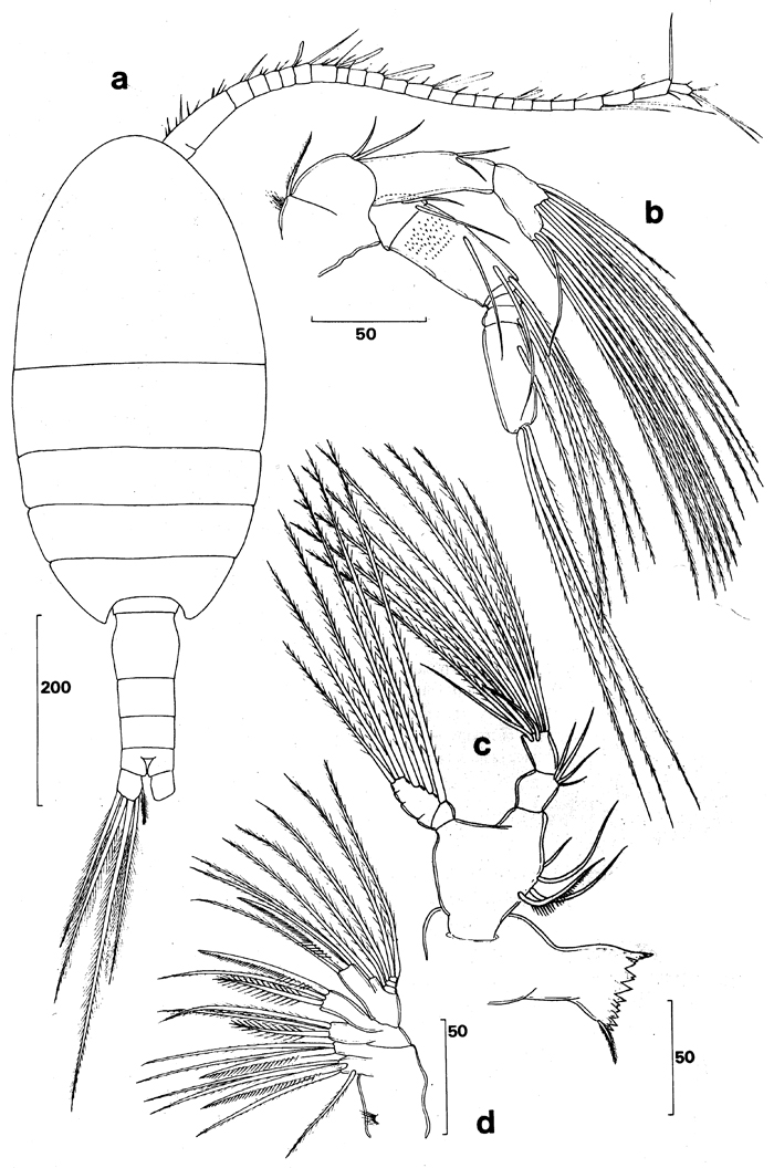 Espce Stephos canariensis - Planche 1 de figures morphologiques