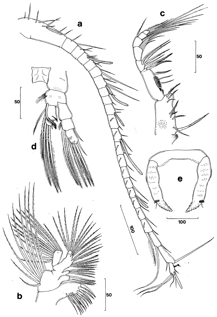 Espce Stephos canariensis - Planche 2 de figures morphologiques