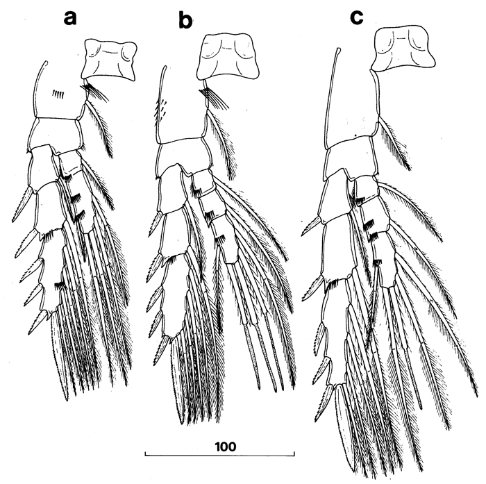 Espce Stephos canariensis - Planche 3 de figures morphologiques