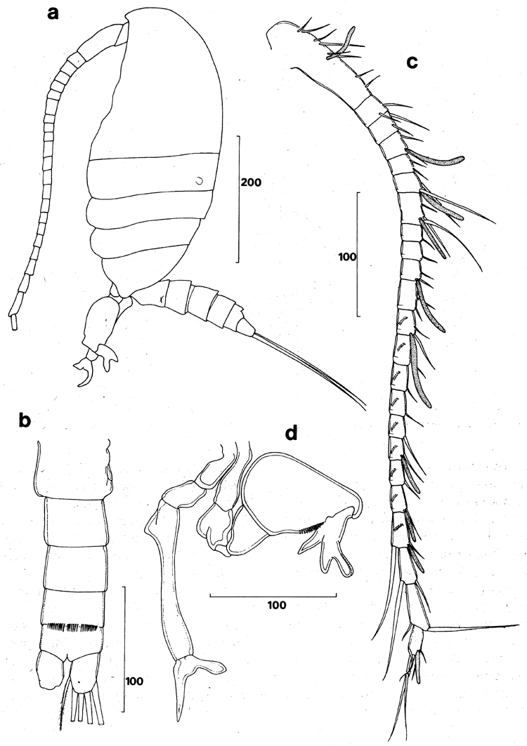 Espce Stephos canariensis - Planche 5 de figures morphologiques