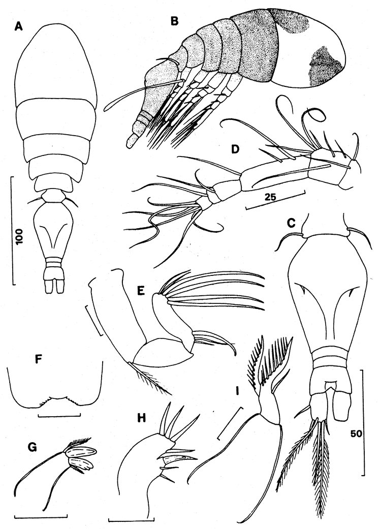 Species Oncaea atlantica - Plate 3 of morphological figures