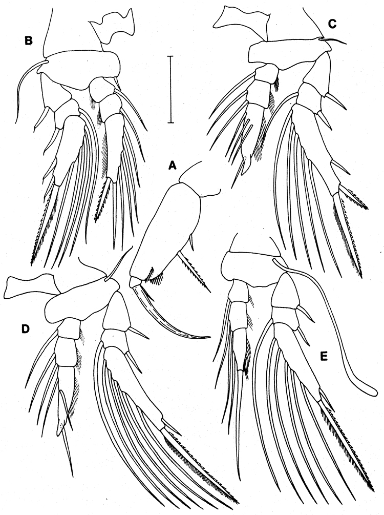 Species Oncaea atlantica - Plate 4 of morphological figures