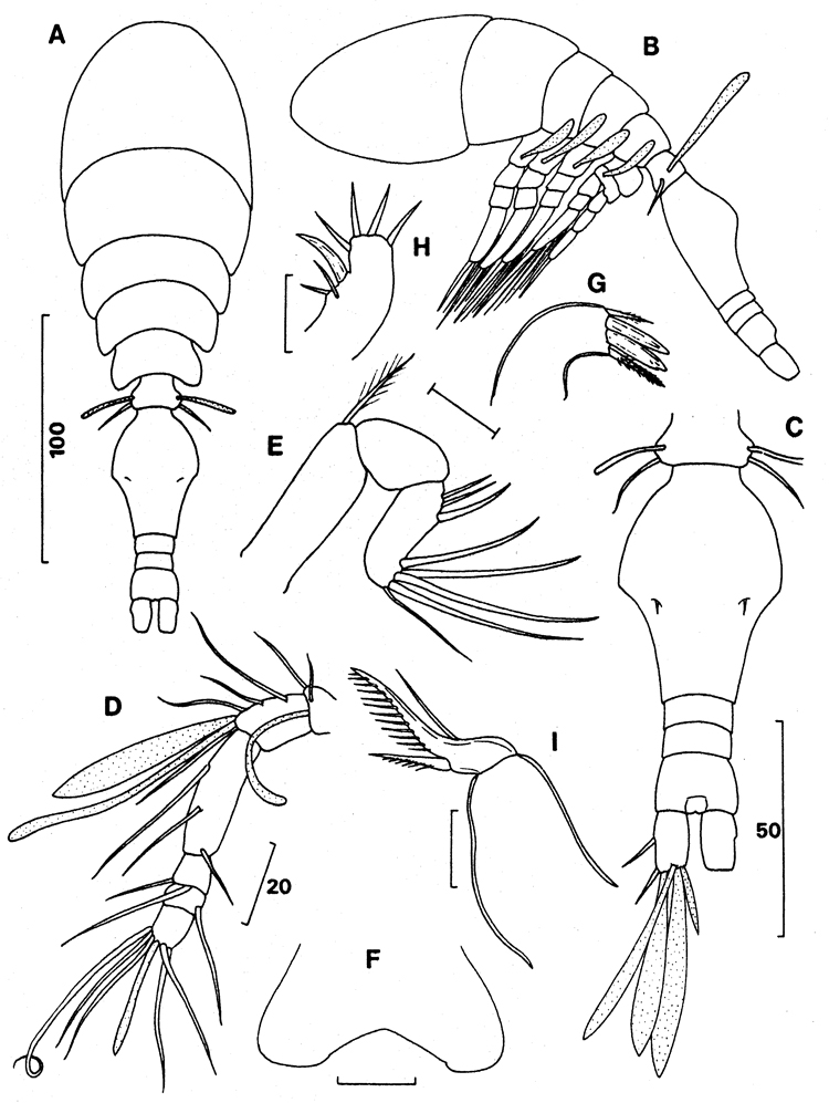 Espèce Oncaea platysetosa - Planche 1 de figures morphologiques