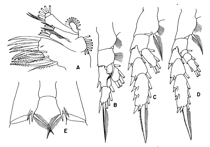 Espce Euchirella similis - Planche 2 de figures morphologiques