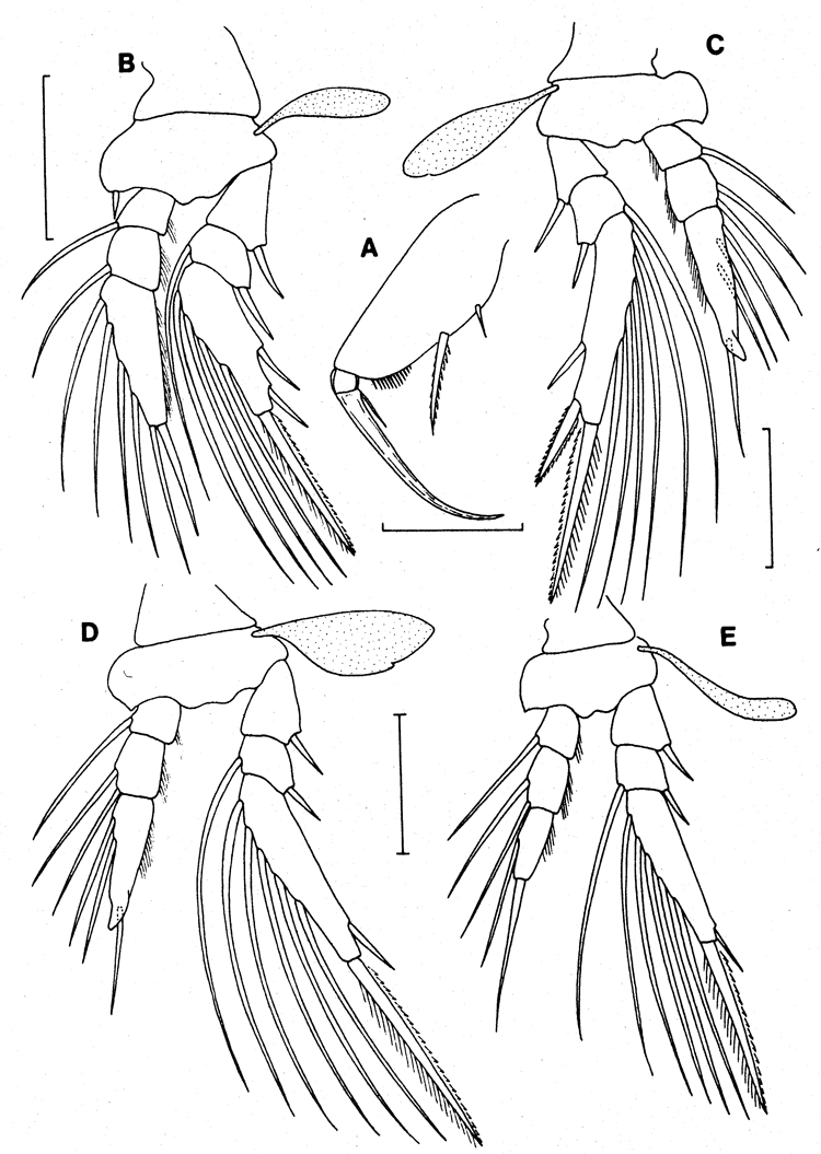 Espce Oncaea platysetosa - Planche 2 de figures morphologiques