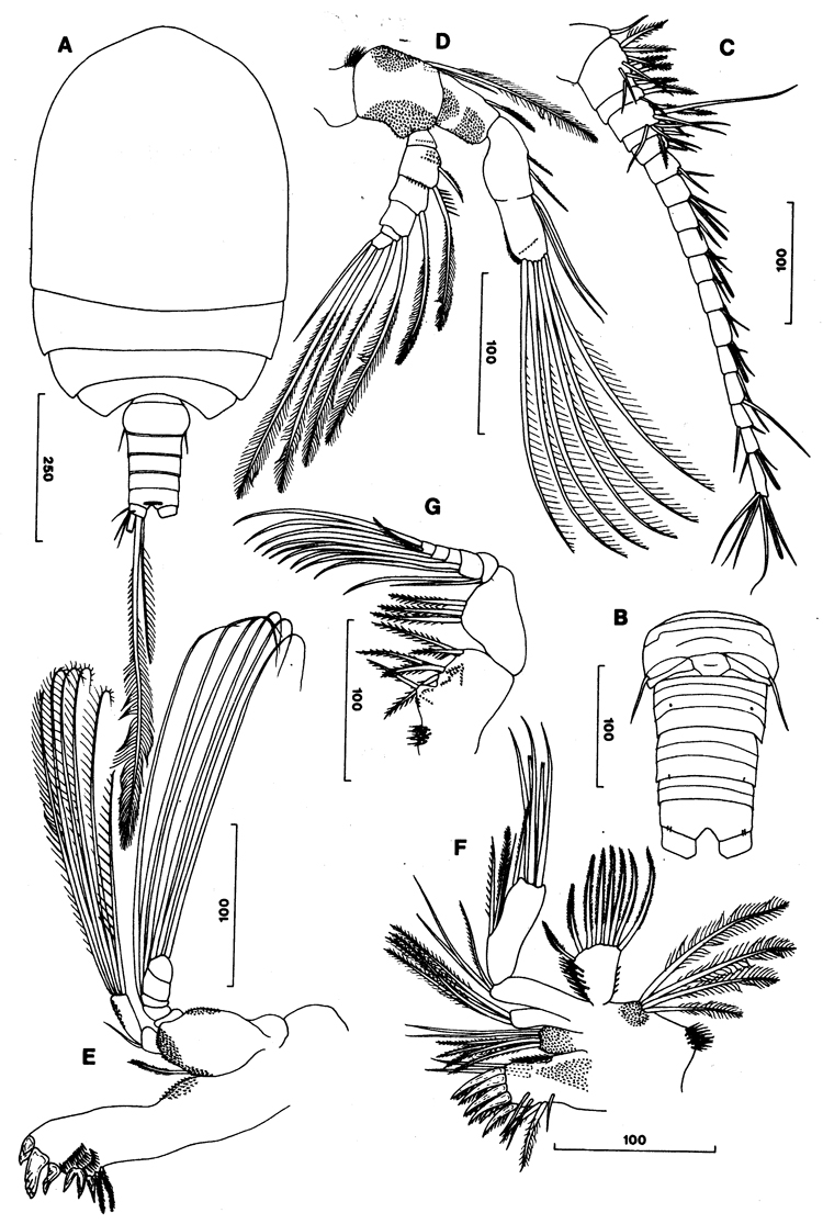 Species Misophriopsis sinensis - Plate 1 of morphological figures