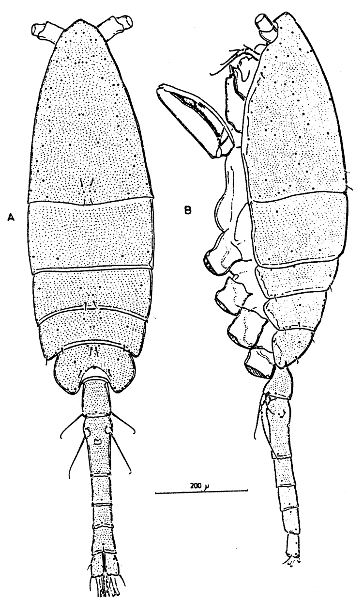 Espèce Paralubbockia longipedia - Planche 4 de figures morphologiques