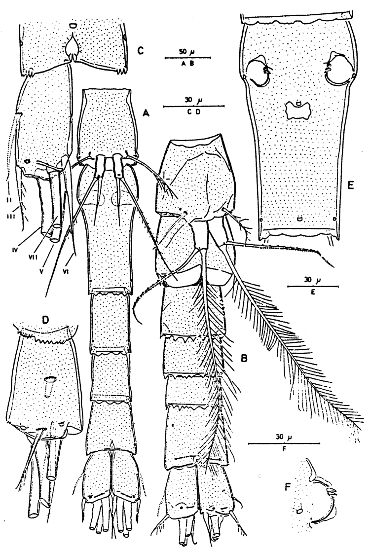 Espèce Paralubbockia longipedia - Planche 5 de figures morphologiques
