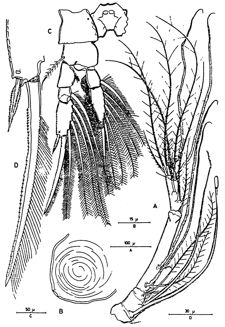 Espèce Paralubbockia longipedia - Planche 9 de figures morphologiques