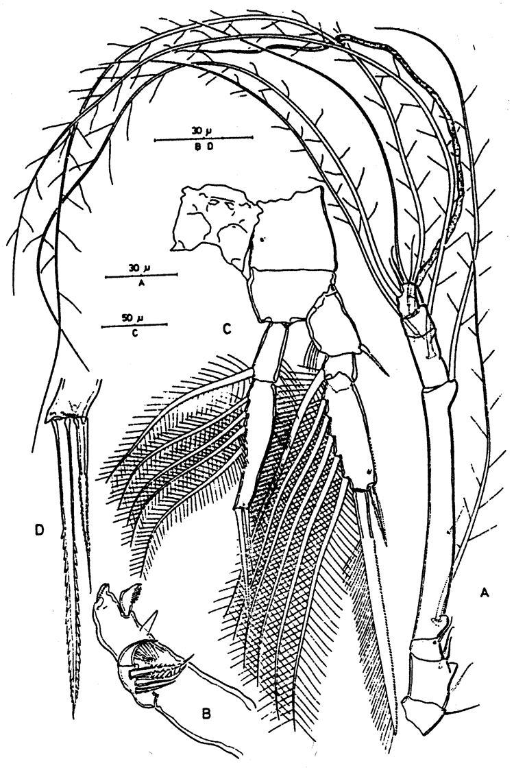 Espèce Paralubbockia longipedia - Planche 7 de figures morphologiques