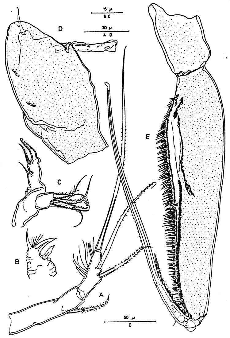 Espèce Paralubbockia longipedia - Planche 11 de figures morphologiques