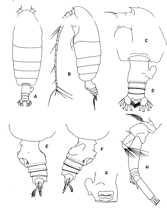 Espce Euchirella similis - Planche 1 de figures morphologiques