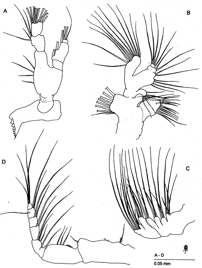 Espèce Fosshagenia suarezi - Planche 2 de figures morphologiques
