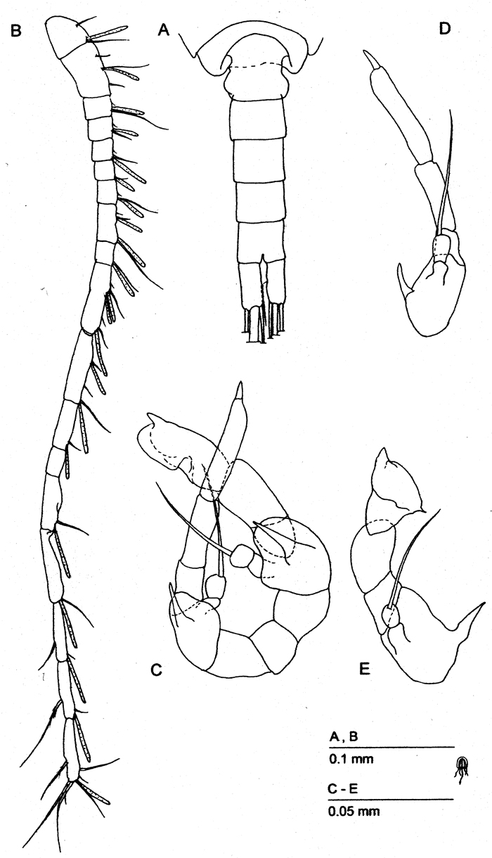 Espèce Fosshagenia suarezi - Planche 4 de figures morphologiques