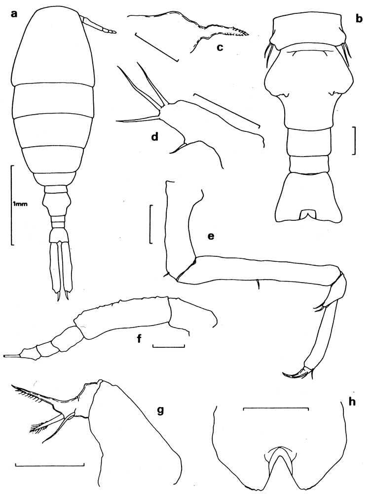 Espce Urocopia deeveyae - Planche 1 de figures morphologiques