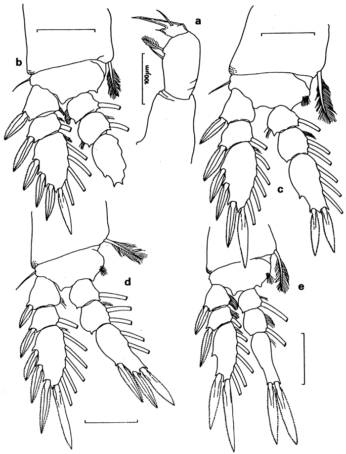 Species Urocopia deeveyae - Plate 2 of morphological figures