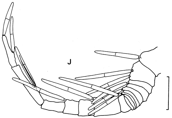 Species Benthomisophria palliata - Plate 4 of morphological figures